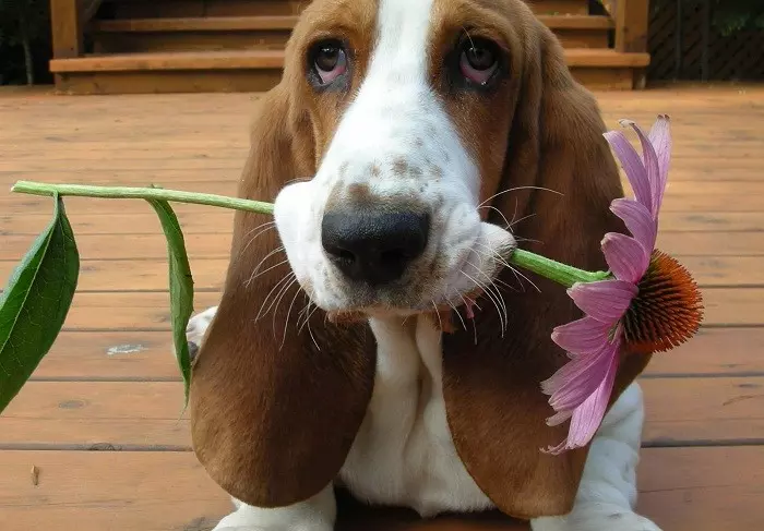 В'язка басет-гаунд