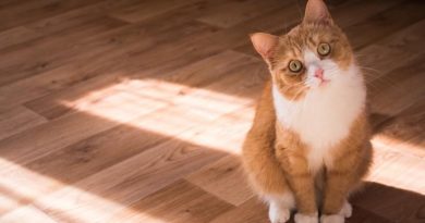 Вушний кліщ у котів