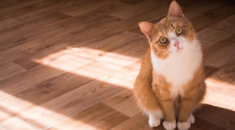 Вушний кліщ у котів