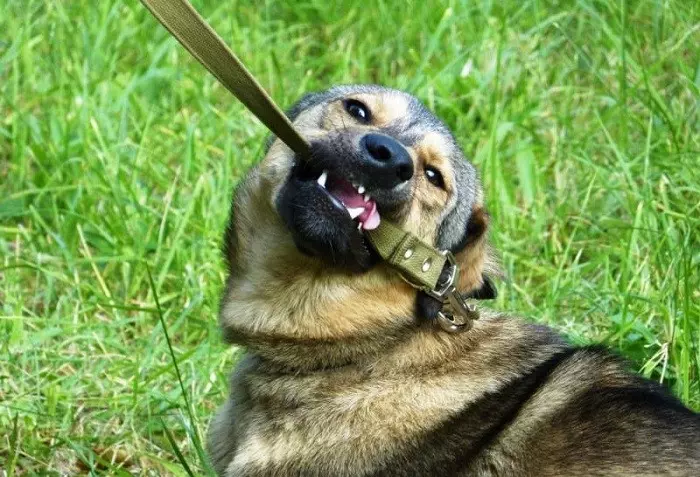 Вибір правильної амуніції для собаки