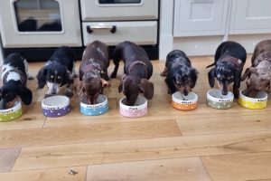 Як часто потрібно мити собачі миски?