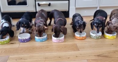 Як часто потрібно мити собачі миски