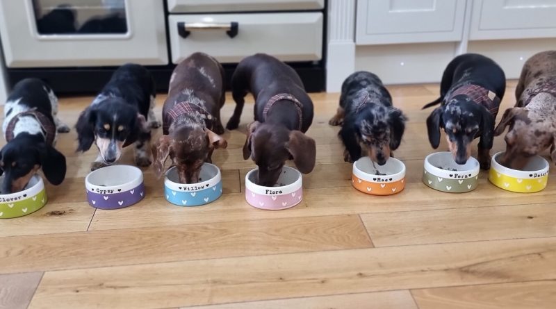 Як часто потрібно мити собачі миски