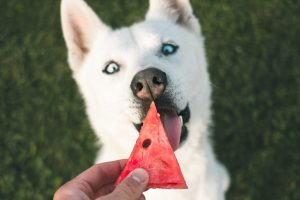 Як додати клітковину до раціону собаки, не нашкодивши їй: головні можна і не можна.