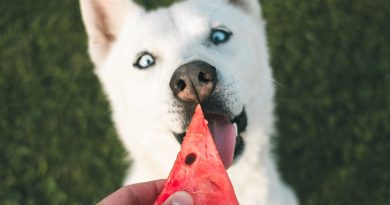 Як додати клітковину до раціону собаки, не нашкодивши їй: головні можна і не можна