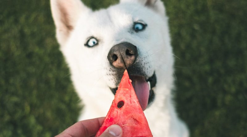 Як додати клітковину до раціону собаки, не нашкодивши їй: головні можна і не можна