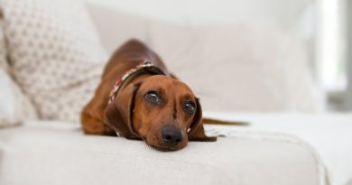 Jak se starat o březí pejsku a kdy potřebuje veterináře