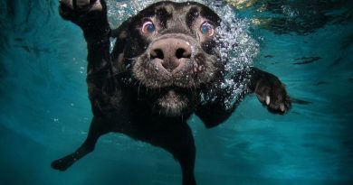 Як і коли потрібно мити собаку шампунем від паразитів