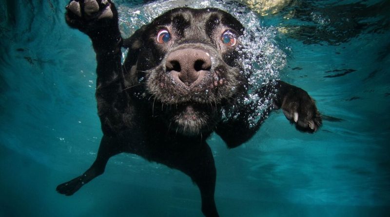 Як і коли потрібно мити собаку шампунем від паразитів