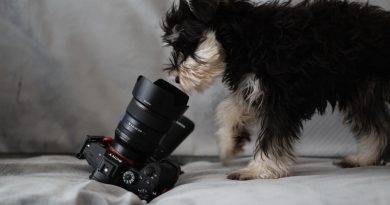 Як красиво сфотографувати собаку