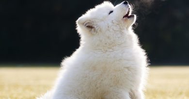 Як можна відучити собаку гавкати, скиглити або вити вдома