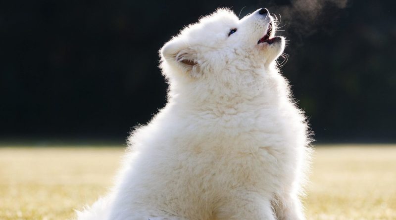 Як можна відучити собаку гавкати, скиглити або вити вдома
