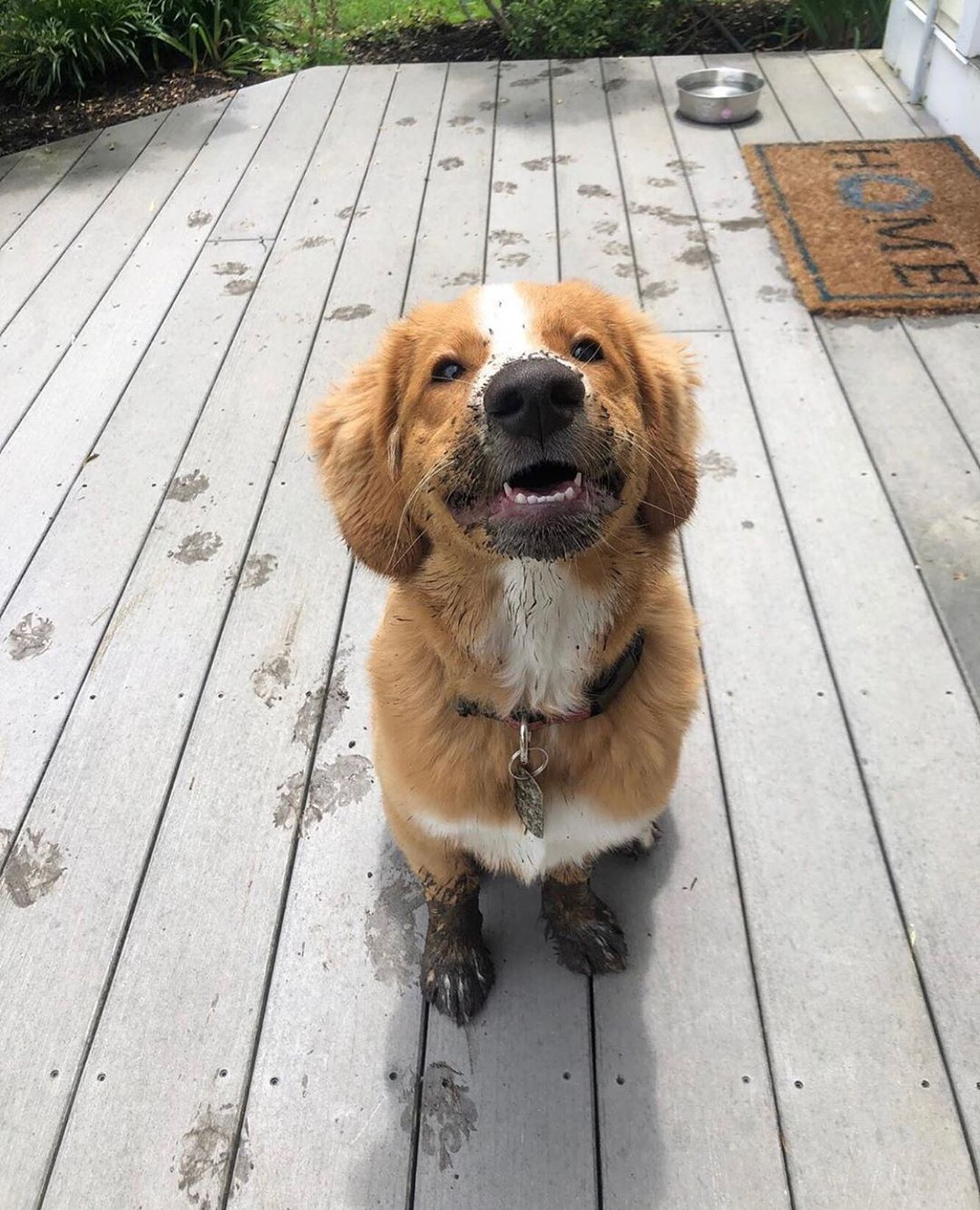 Тоді як мити собаку після прогулянки