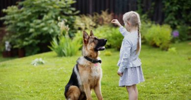 Як швидко і правильно навчити собаку команді «лежати»