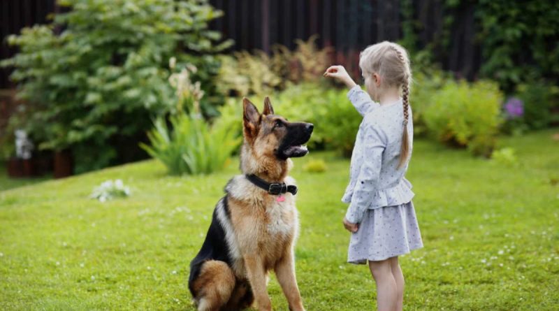 Як швидко і правильно навчити собаку команді «лежати»