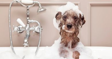 Як упоратися з брудом, який приносять тварини? 20 лайфхаків від досвідчених власників собак