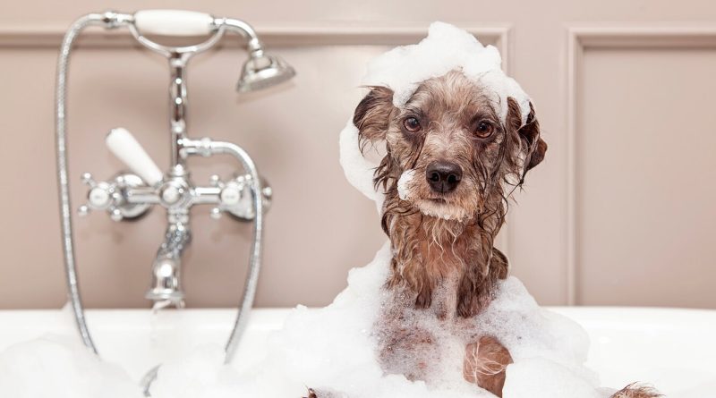 Як упоратися з брудом, який приносять тварини? 20 лайфхаків від досвідчених власників собак