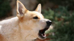 Як відучити собаку гавкати на всіх підряд — причини та поради.