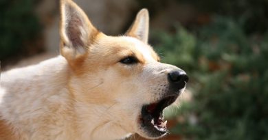 Як відучити собаку гавкати на всіх підряд — причини та поради