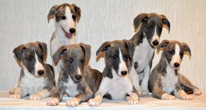 Як вибрати цуценя