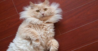 Як за допомогою крохмалю безболісно вичісати ковтуни у кота