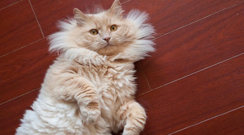 Як за допомогою крохмалю безболісно вичісати ковтуни у кота