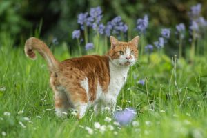 Як завадити кішці гадити під вашими квітами?