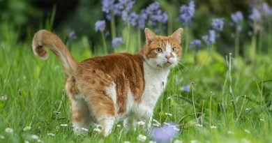 Як завадити кішці гадити під вашими квітами