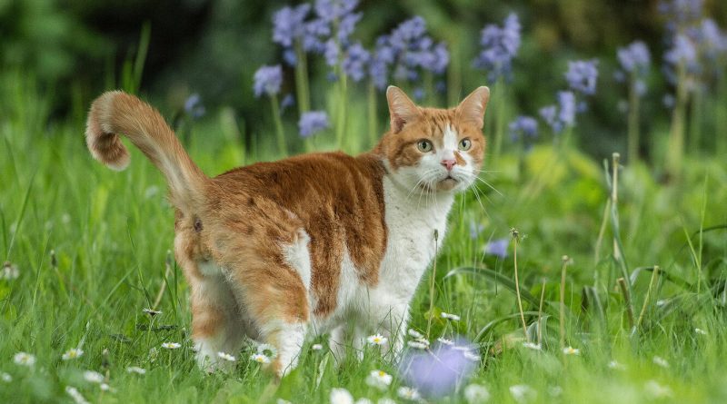 Як завадити кішці гадити під вашими квітами