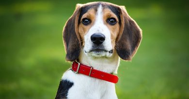 Як зібрати сечу у собаки на аналіз: 3 круті лайфхаки