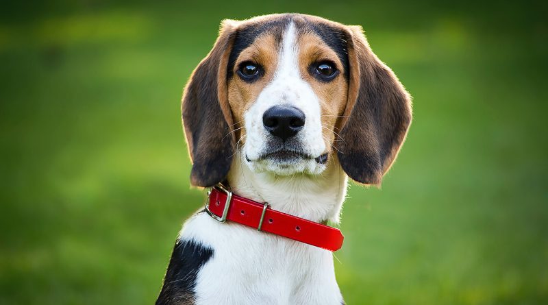 Як зібрати сечу у собаки на аналіз: 3 круті лайфхаки