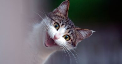 Як змусити кота з'їсти таблетку: 5 способів