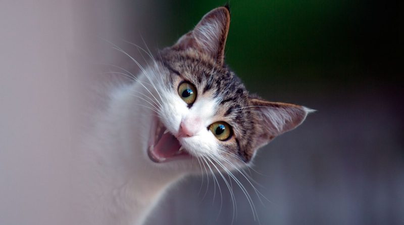 Як змусити кота з'їсти таблетку: 5 способів