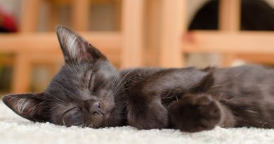 Які сни бачать кішки