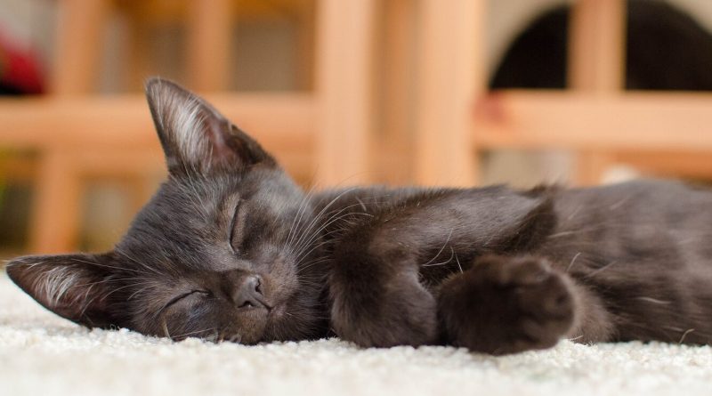 Які сни бачать кішки