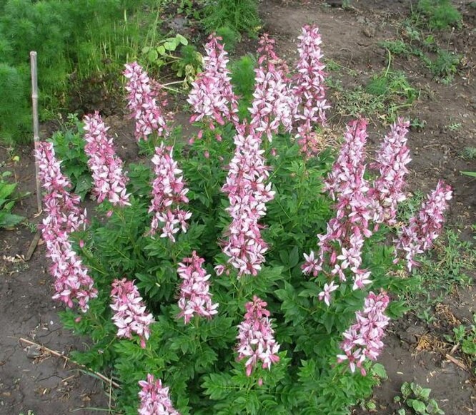 Ясенець білий (неопалима купина)