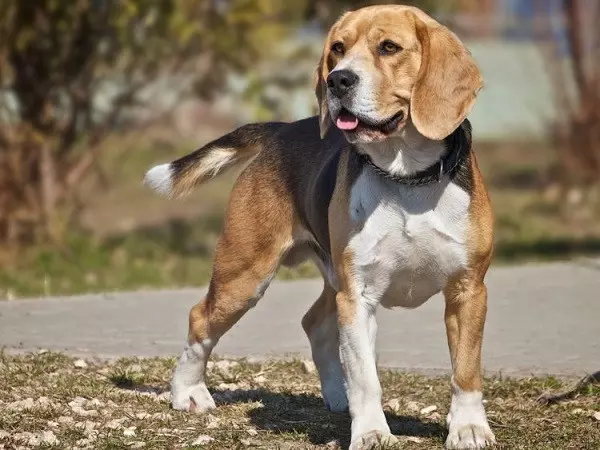 Європейський бігль