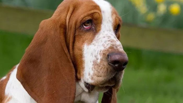 Зовнішній вигляд породи басет-гаунд