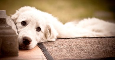 Аденовірусна інфекція у собак: симптоми та лікування