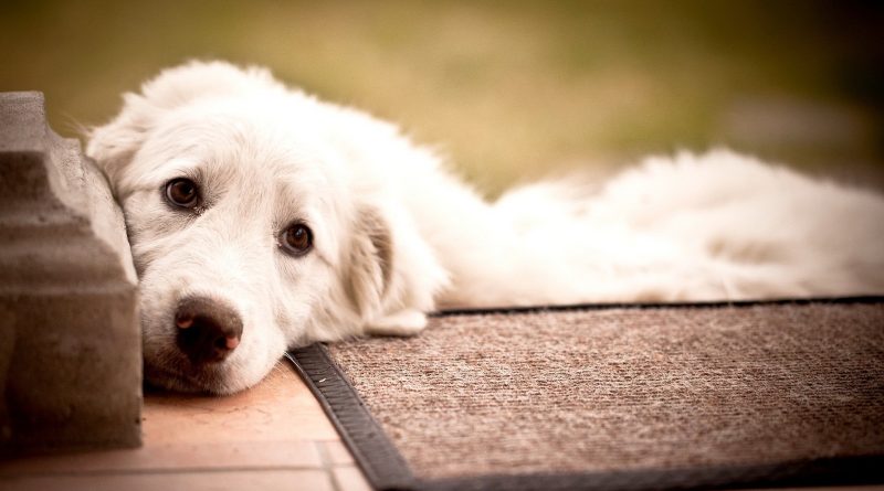 Аденовірусна інфекція у собак: симптоми та лікування