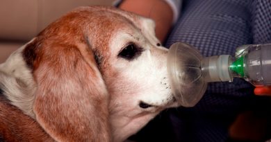 Астма у собак: симптоми та лікування