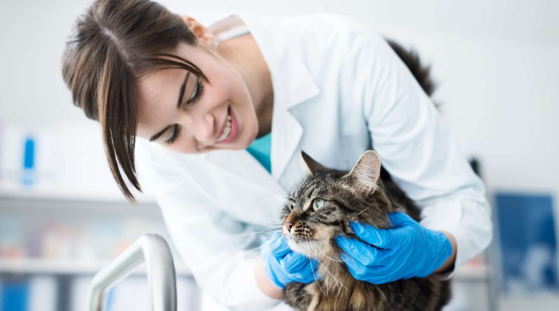 Блохи у котів: симптоми, профілактика, лікування