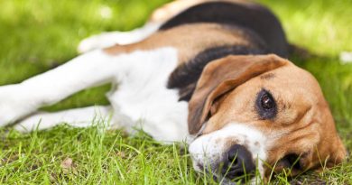 Бореліоз у собак (хвороба Лайма): симптоми та лікування захворювання