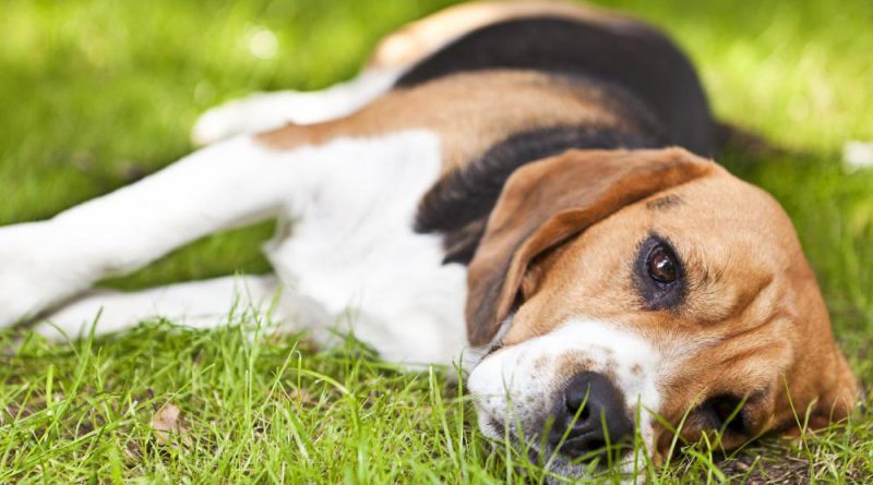 Бореліоз у собак (хвороба Лайма): симптоми та лікування захворювання