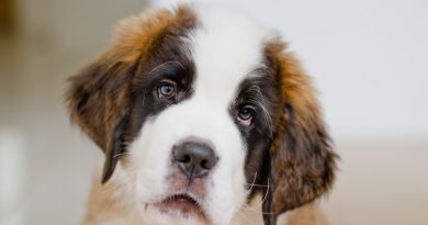 Червоні білки очей собаки — чи є привід для занепокоєння