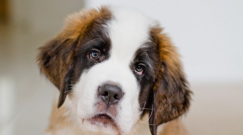 Червоні білки очей собаки — чи є привід для занепокоєння