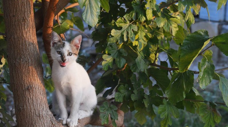 Чому кішка не може спуститися з дерева і чи треба її рятувати