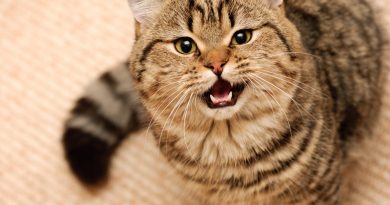 Чому кіт весь час нявкає