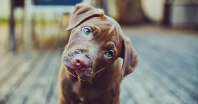 Чому собаки нахиляють голову