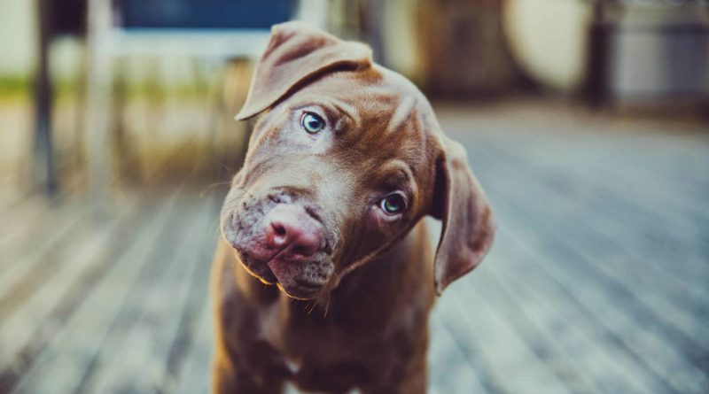 Чому собаки нахиляють голову